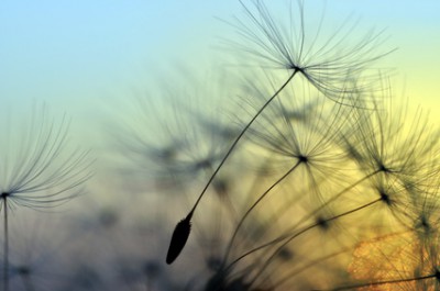 Golden sunset and dandelion, meditative zen background